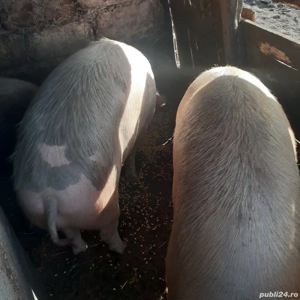 Porci ptr sacrificat - imagine 2