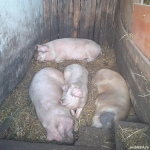 Porci ptr sacrificat - imagine 3