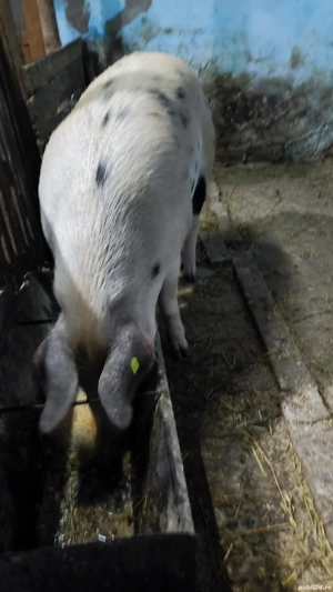 Vand o purcea de aproximativ 130 kg. - imagine 2