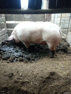 scroafa crescuta natural