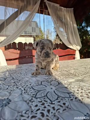 Vând Cane Corso! - imagine 2