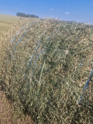 Vindem baloti lucernă super calitate - imagine 2