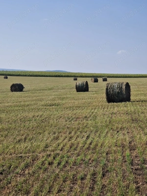 Vindem baloti lucernă super calitate - imagine 3