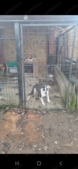 Vand Amstaf  de 4 luni - imagine 4