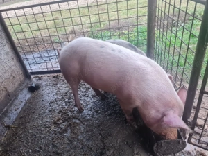 Porc de vânzare 14 lei  kg, 120 kg