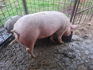 Porc de vânzare 14 lei  kg, 120 kg - imagine 2