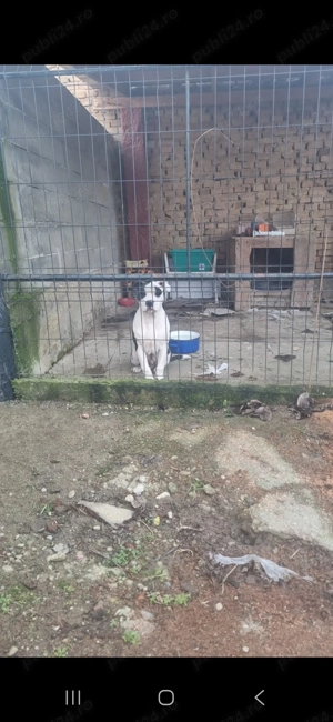 Vand Amstaf  de 4 luni - imagine 5