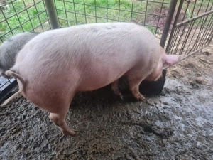 Porc de vânzare 14 lei  kg, 120 kg - imagine 3