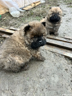 Puiuti Chow Chow  - imagine 3