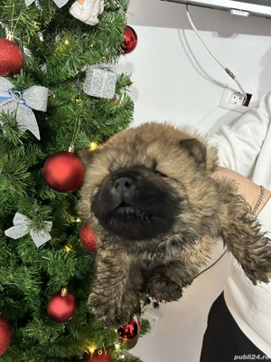 Puiuti Chow Chow  - imagine 2