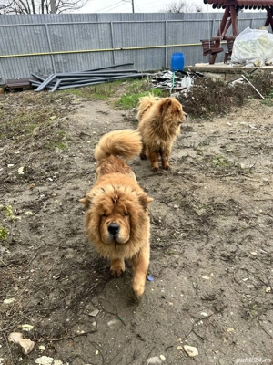 Puiuti Chow Chow  - imagine 5