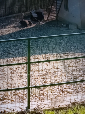 Marius pentru Doamne și Domnișoare tânăr 34 de ani din Iași ofer placeri la domiciliul meu 