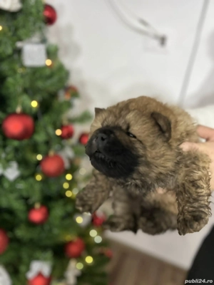 Puiuti Chow Chow - imagine 4