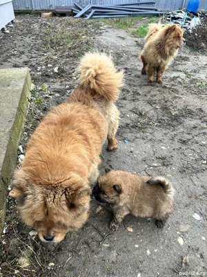 Puiuti Chow Chow - imagine 5