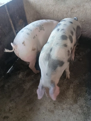 Porci de vanzare