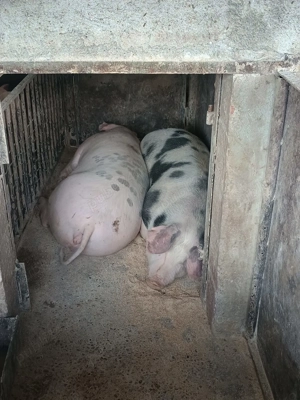 Porci de vanzare - imagine 3