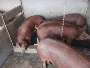 Porci și scrofițe duroc originali  - imagine 4