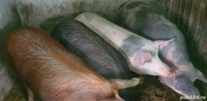 Porci de vânzare,greutatea 200-250 kg.. - imagine 2