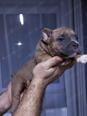 Căței de american bulli poket  - imagine 3