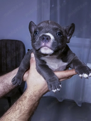 Căței de american bulli poket  - imagine 4