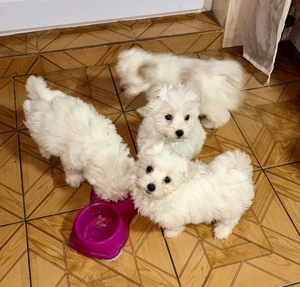 Bichoni maltese - imagine 2