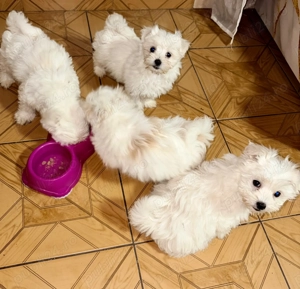 Bichoni maltese