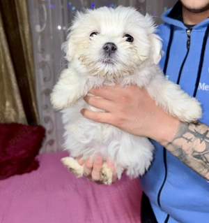 Bichoni maltese - imagine 3