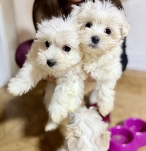 Bichoni maltese - imagine 4