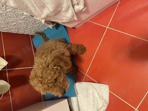 Pudel toy  - imagine 3