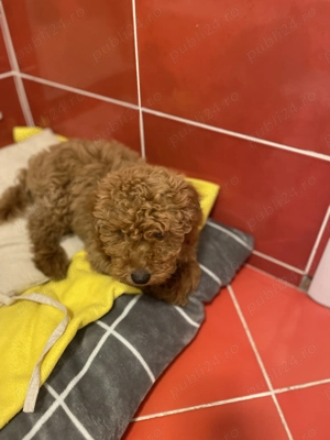 Pudel toy  - imagine 2