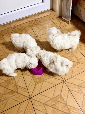 Bichoni maltese - imagine 5