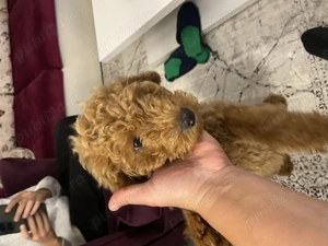 Pudel toy  - imagine 4