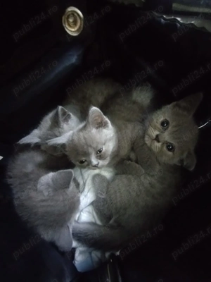 Pisoi British Short hair blue - imagine 5