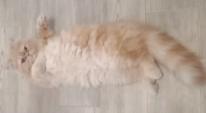 Pisici persane orange  - imagine 2