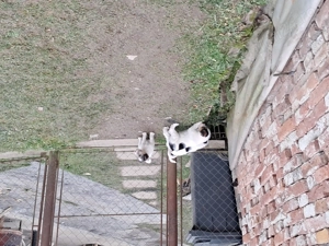 vand 3 masculi fox terrier - imagine 3