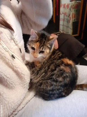 dau spre adopție pisicut