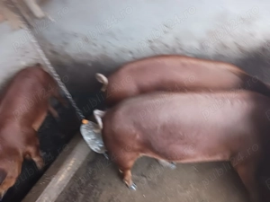 Porci și scrofițe duroc originali  - imagine 2