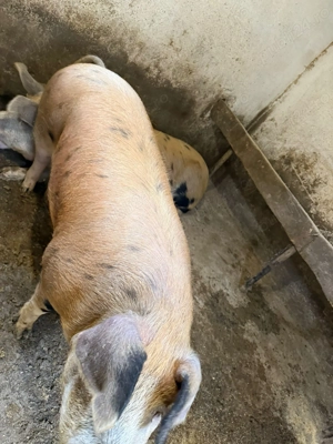 Porci duroc cu pietran de vânzare  - imagine 4