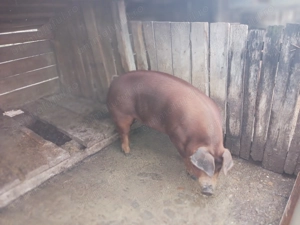 Porci și scrofițe duroc originali pentru sacrificare sau perproducere  - imagine 2