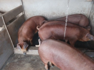 Porci și scrofițe duroc originali pentru sacrificare sau perproducere  - imagine 3