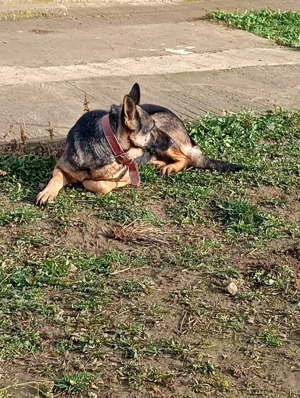 Femelă Ciobanesc german  - imagine 3