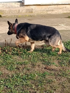 Femelă Ciobanesc german  - imagine 4