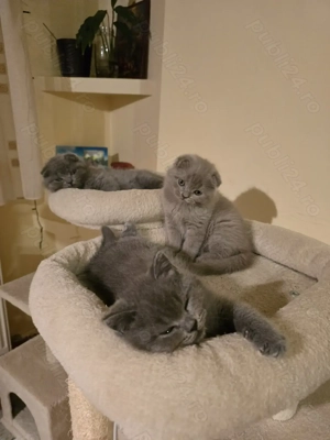 Pisici shorthair british scottish fold