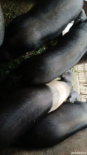 Vand porci bazna 4 luni - imagine 2