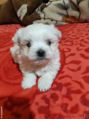 bichon maltez  - imagine 1