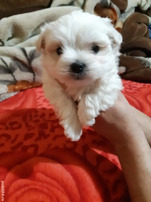 bichon maltez  - imagine 2