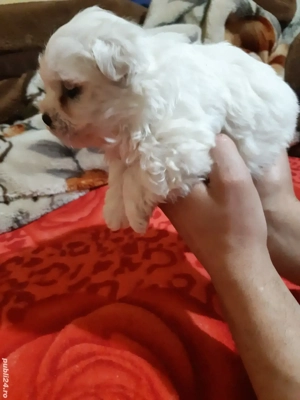 bichon maltez  - imagine 5