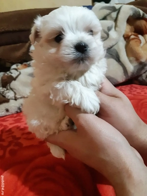 bichon maltez  - imagine 3
