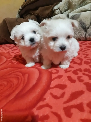 bichon maltez  - imagine 4