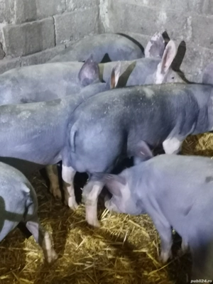 Vând porci  - imagine 2